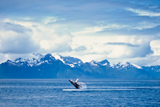 Whale Watching, Icy Strait